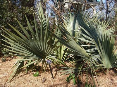 Long Dwarf Palmetto Plants