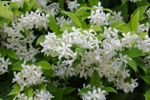 White Flowered Star Jasmine Plants