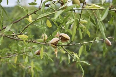 Almonds Growing on a Tree