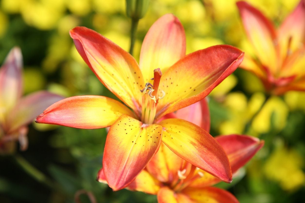 Reproducing Asiatic Lilies - Learn About Propagating Asiatic Lily Plants