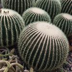 Barrel Cacti