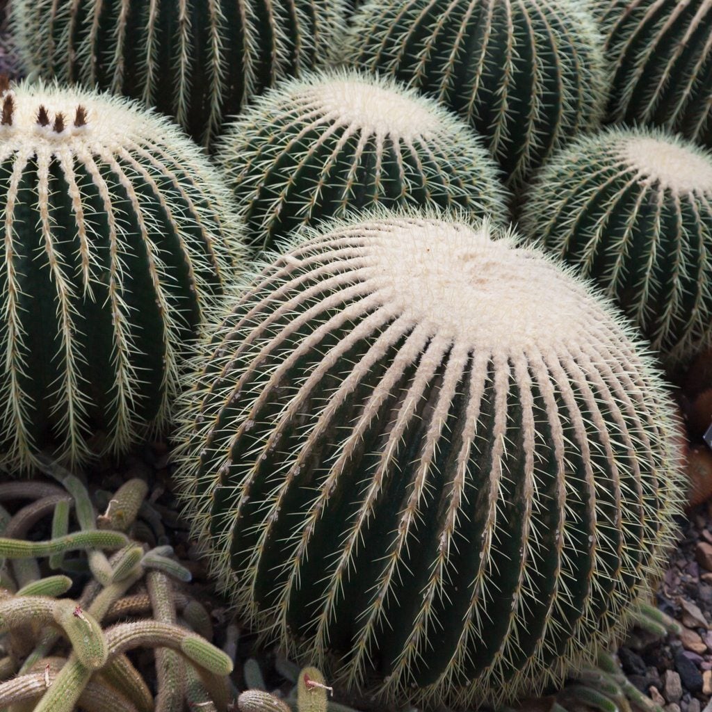 Barrel Cactus Plants Learn About Different Barrel Cactus Varieties,Microcrystalline Cellulose In Food