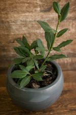 Potted Bay Tree