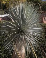 big bend yucca