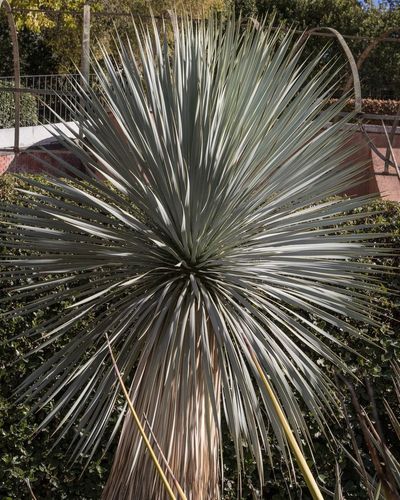 Big Bend Yucca Plant