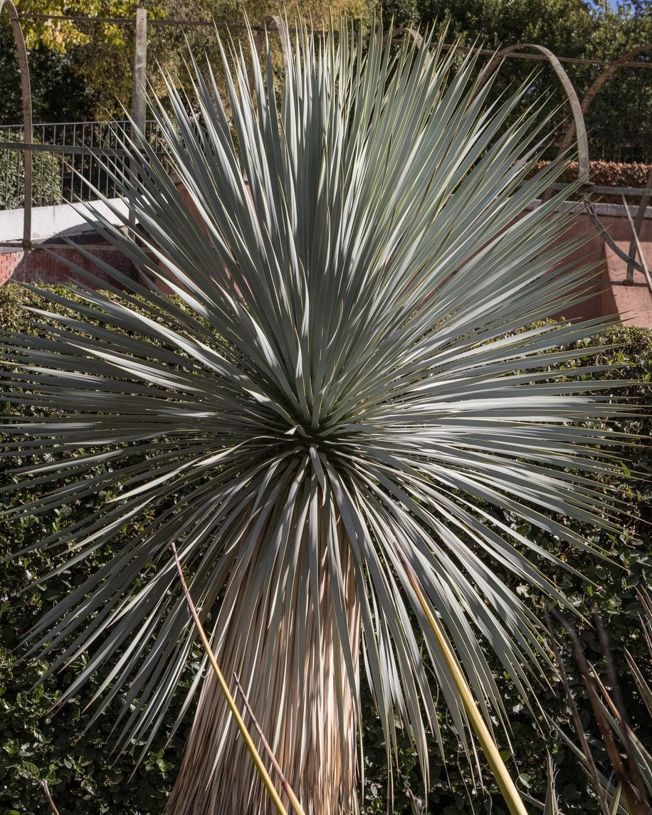 big bend yucca info: learn about growing yucca rostrata plants