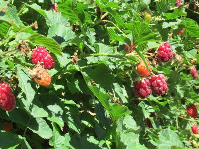 Boysenberry Plant