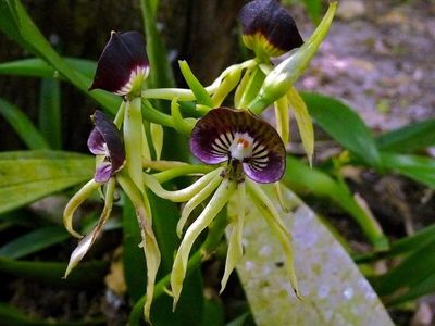 Clamshell Orchid Plant