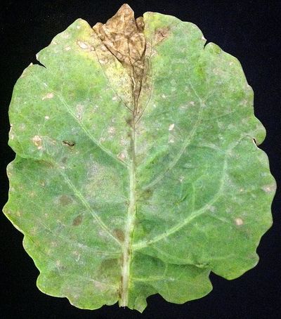 Downy Mildew On Cole Crop Leaf
