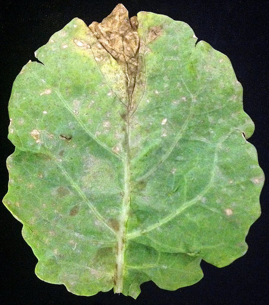 Cole Crop Downy Mildew Info: Recognizing Downy Mildew On Cole Crops