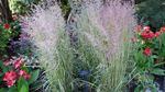 Tall Eldorado Feather Reed Grass
