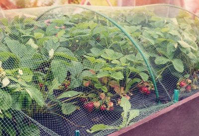 Fruit Cage Full Of Strawberry Plants
