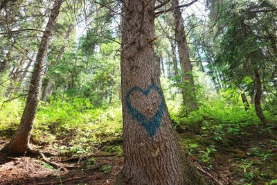 Graffiti Heart On A Tree In The Forest