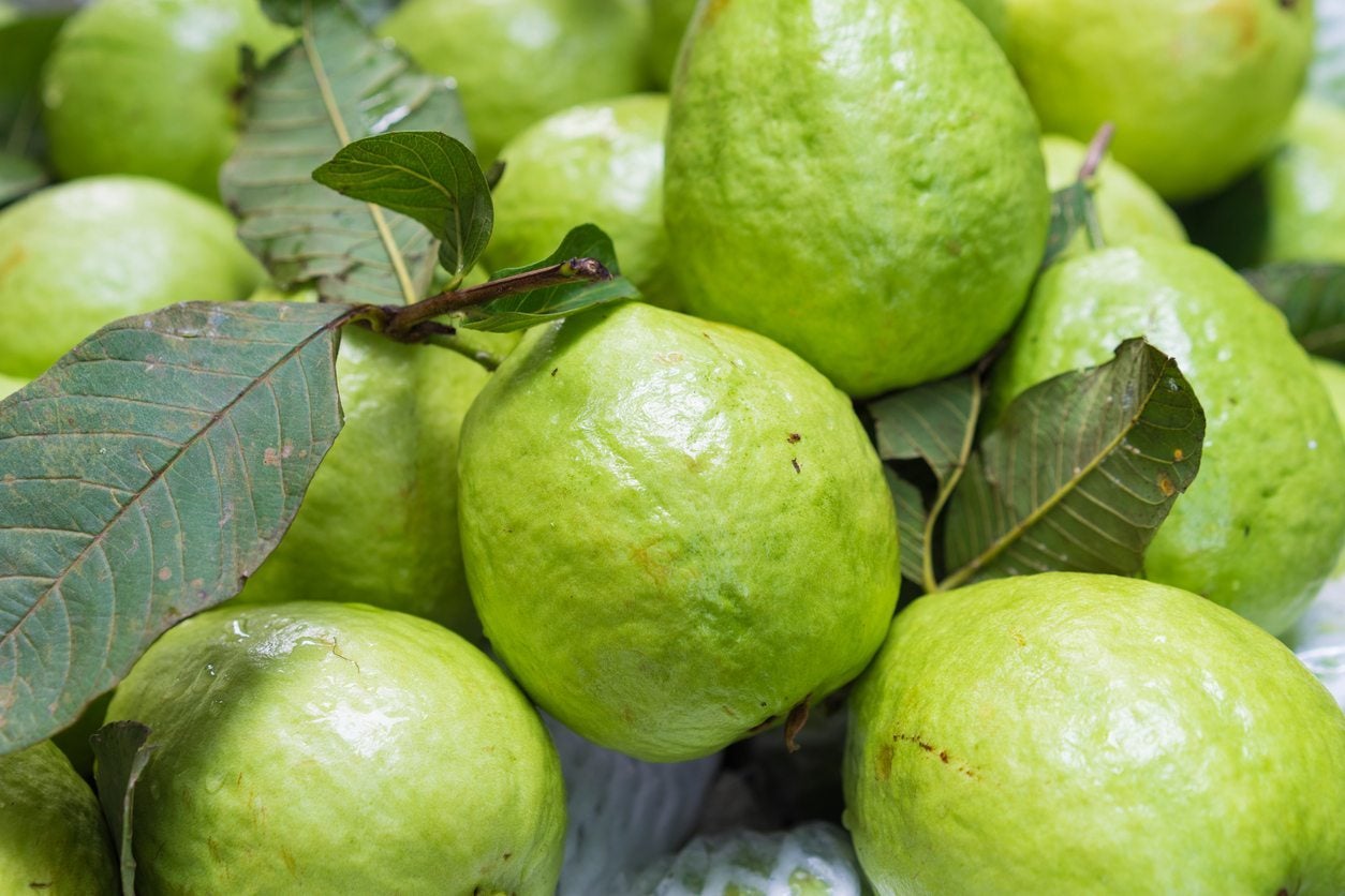 ¿Qué son las frutas de los árboles de guayaba?