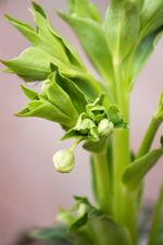 Buds On A Hellebore Plant