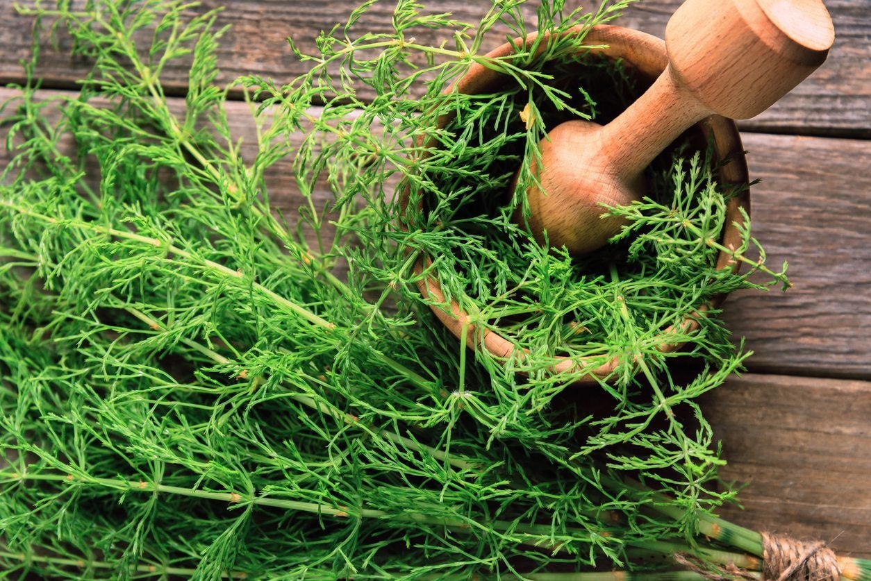 Horsetail Harvesting Info - How And When To Harvest Horsetail Herbs