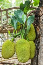 Large Jackfruit On Tree