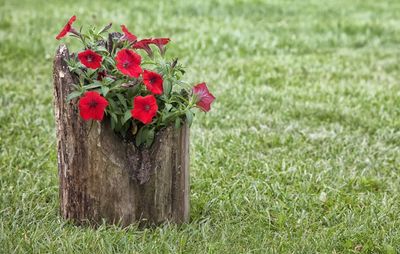 Red Flowers In A Log Planter