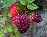 Red Loganberry Plant