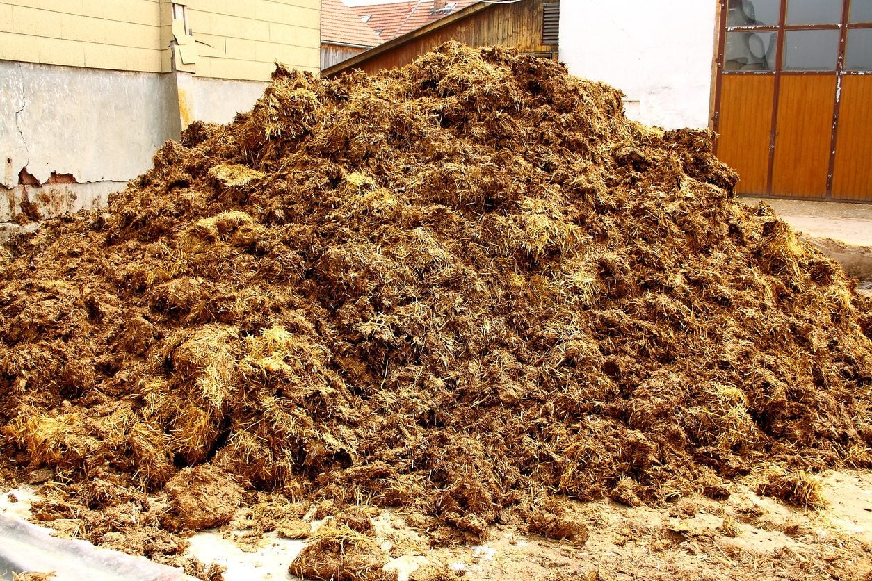 Is Horse Manure Good for Gardens? 