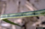 Chimera Disease On A Striped Onion Leaf