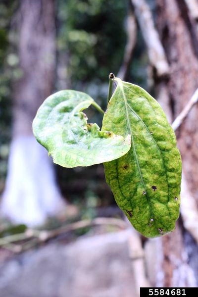 Mosaic Virus On Pepper Plant Leaves