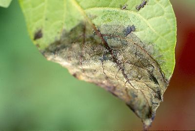 Potato Plant Leaf With Late Blight