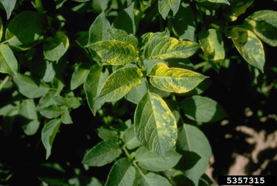 Potato Plant Leaves With Mosaic Virus
