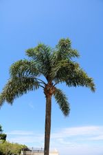 queen palm
