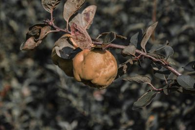 Diseased Fruit And Leaves On A Quince Tree