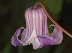 Purple-White Swamp Leather Clematis Flower