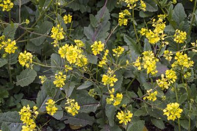 Wild Mustard Herb