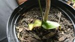 Potted Orchid Plant With Scorched Leaves