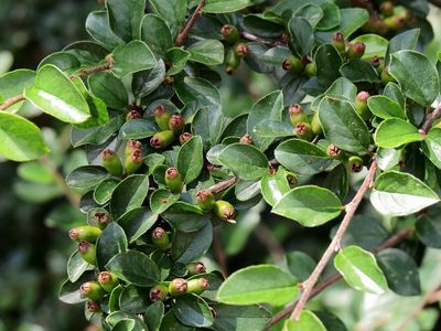 Spreading Cotoneaster Plant