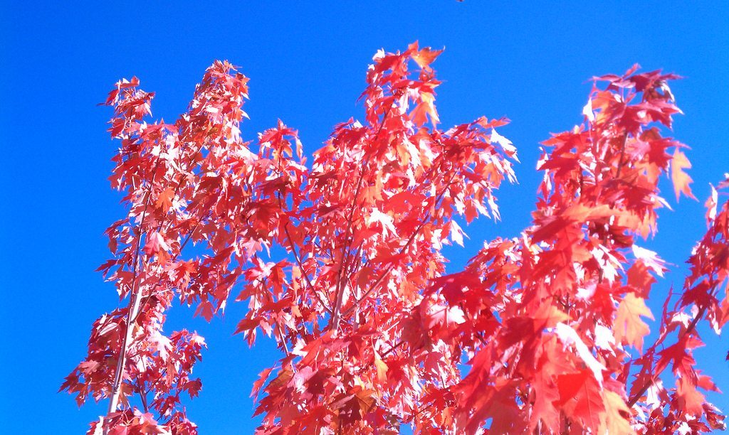 Autumn Blaze Maple Tree Care: Tips On Growing Autumn Blaze Maples