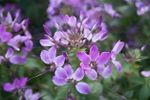 Purple Flowered Rocky Mountain Bee Plant