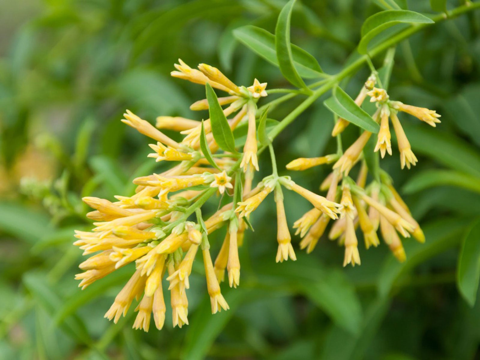 what is night blooming jasmine: tips for growing night jasmine plants