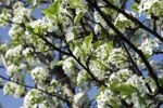 A Flowering Cleveland Select Pear Tree