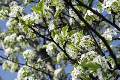 A Flowering Cleveland Select Pear Tree