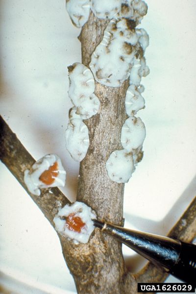 Pests On Clove Tree