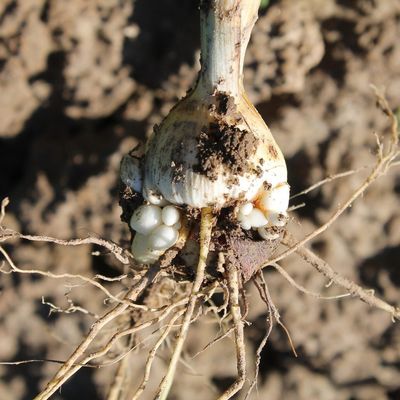 Dirty Bulb With Roots