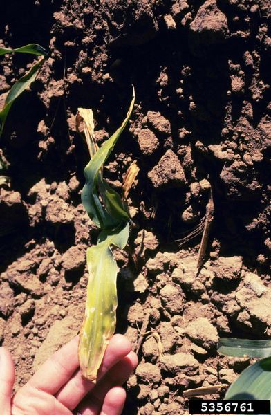 Rotting Sweet Corn Plant Leaf