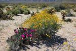 desert wildflowerfs
