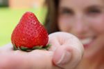 Woman's Hand Holding Red Strawberry