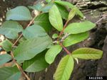 Guava Plant With Yellowing Leaves
