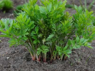 Lovage Plants In The Garden