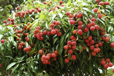 Lychee Fruit Tree Full Of Fruits