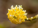 Edgeworthia Shrub With Yellow-White Flowers