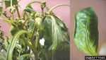 Healthy Pepper Leaf Compared To Pepper Leaves Damaged By Herbicides