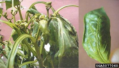 Healthy Pepper Leaf Compared To Pepper Leaves Damaged By Herbicides